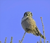 HawkOwl001